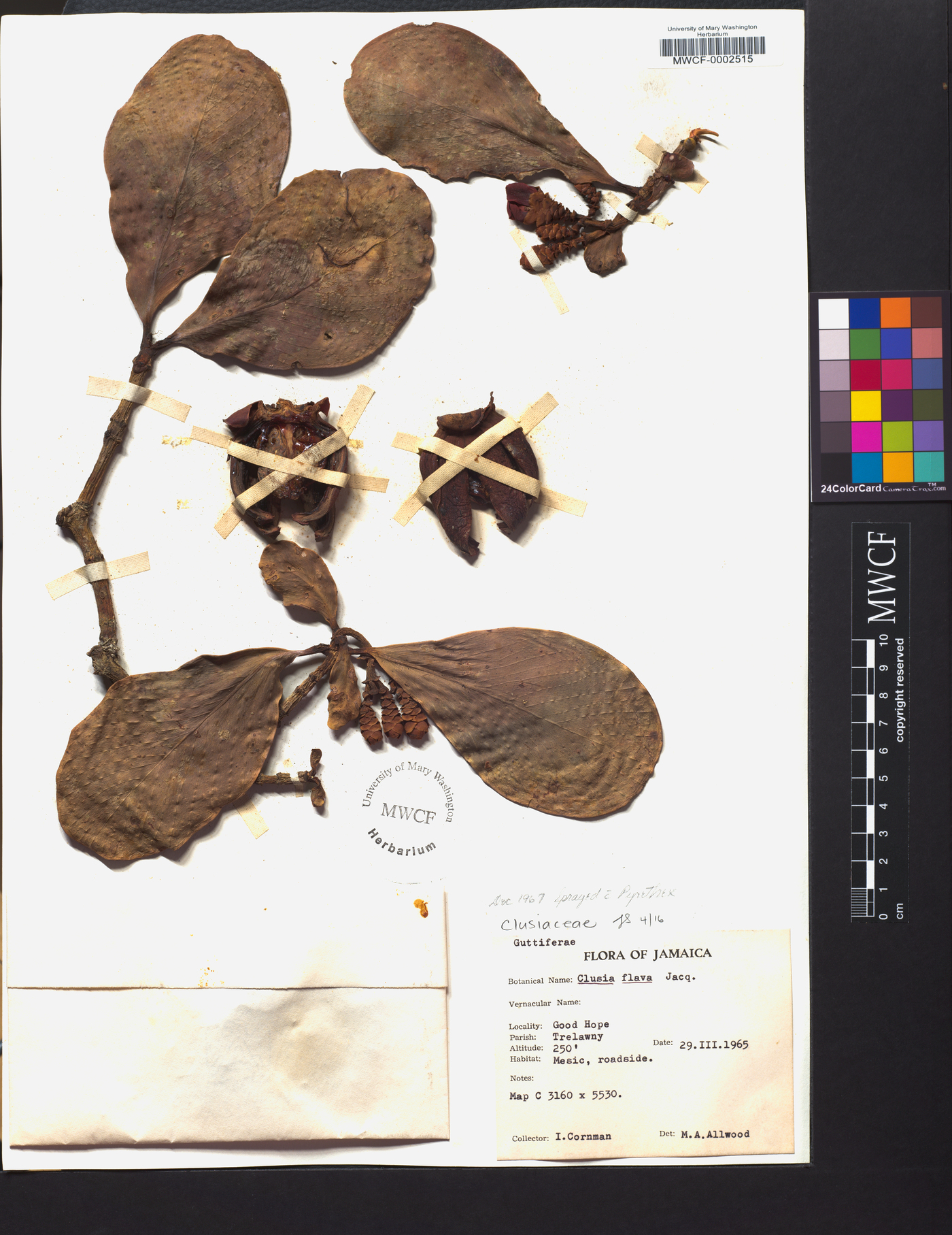Clusia flava image