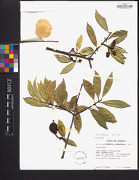 Symphonia globulifera image