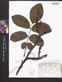 Juglans regia image