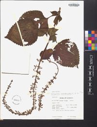 Solenostemon scutellarioides image