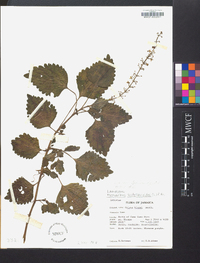 Solenostemon scutellarioides image