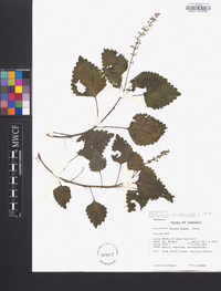 Solenostemon scutellarioides image