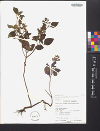 Ocimum campechianum image