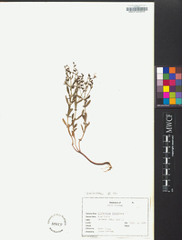 Trichostema dichotomum image