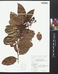 Nectandra coriacea image