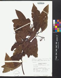 Nectandra globosa image