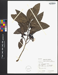 Ocotea leucoxylon image