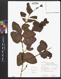 Oryctanthus occidentalis image
