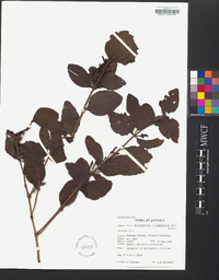 Oryctanthus occidentalis image