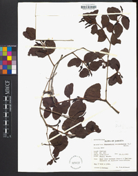 Dipholis salicifolia image