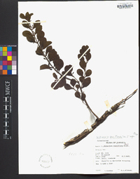 Dendropemon pauciflorus image