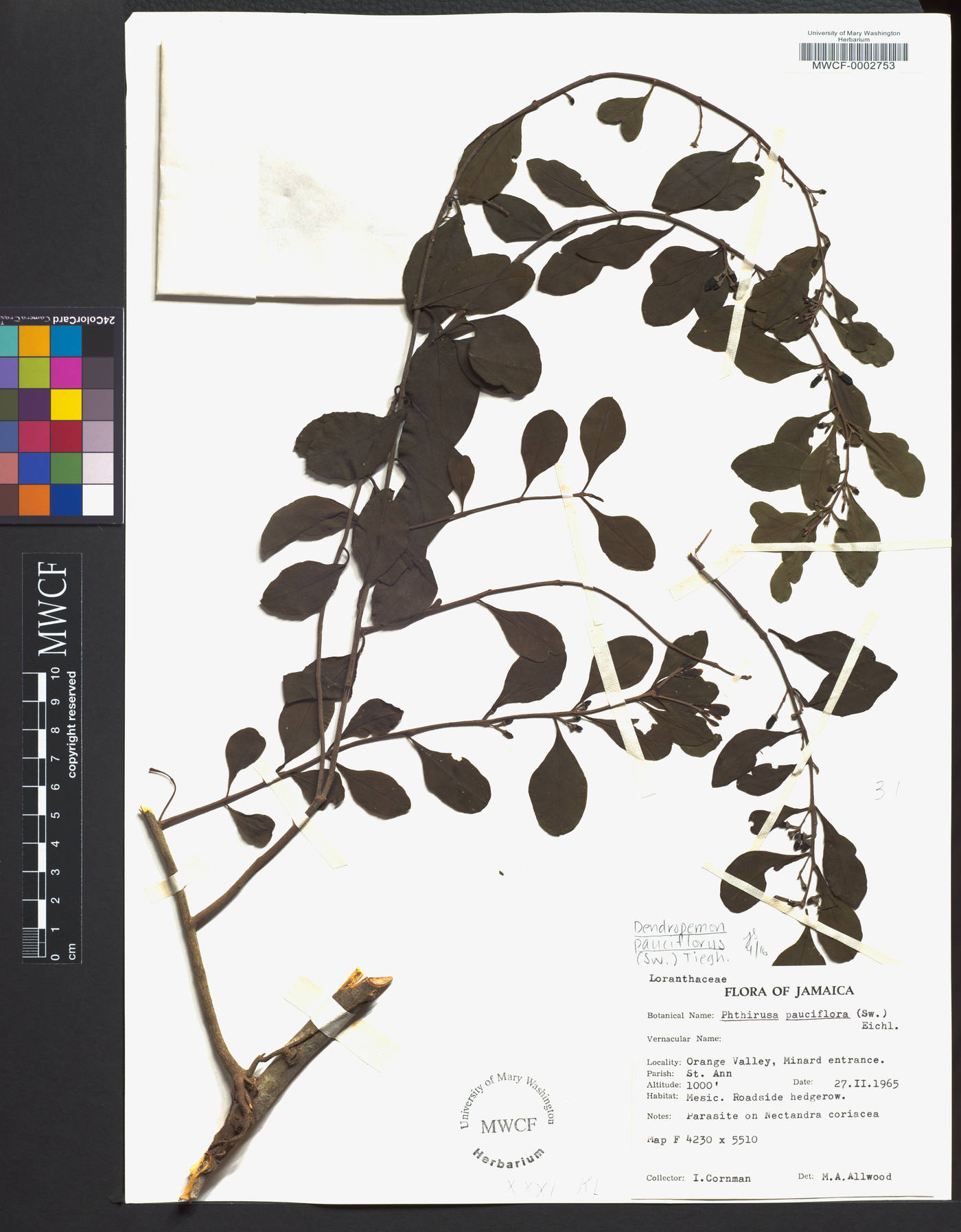 Dendropemon pauciflorus image