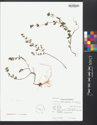 Cuphea parsonsia image