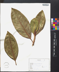 Magnolia grandiflora image