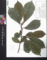 Magnolia soulangeana image