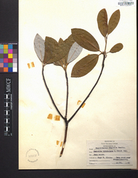 Magnolia virginiana image