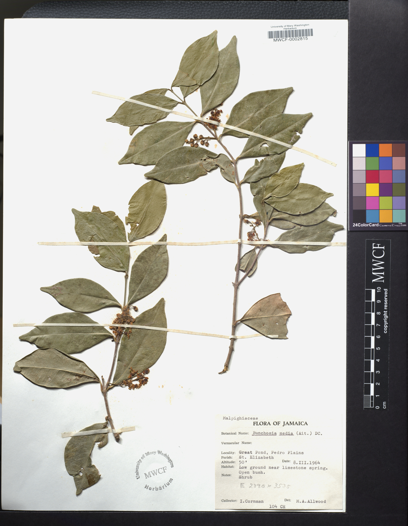Bunchosia nitida image