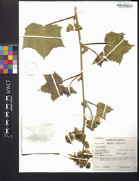 Hibiscus vitifolius image