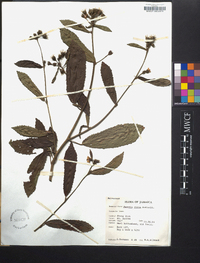 Pavonia rosea image