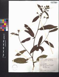 Pavonia rosea image