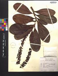 Norantea guianensis image