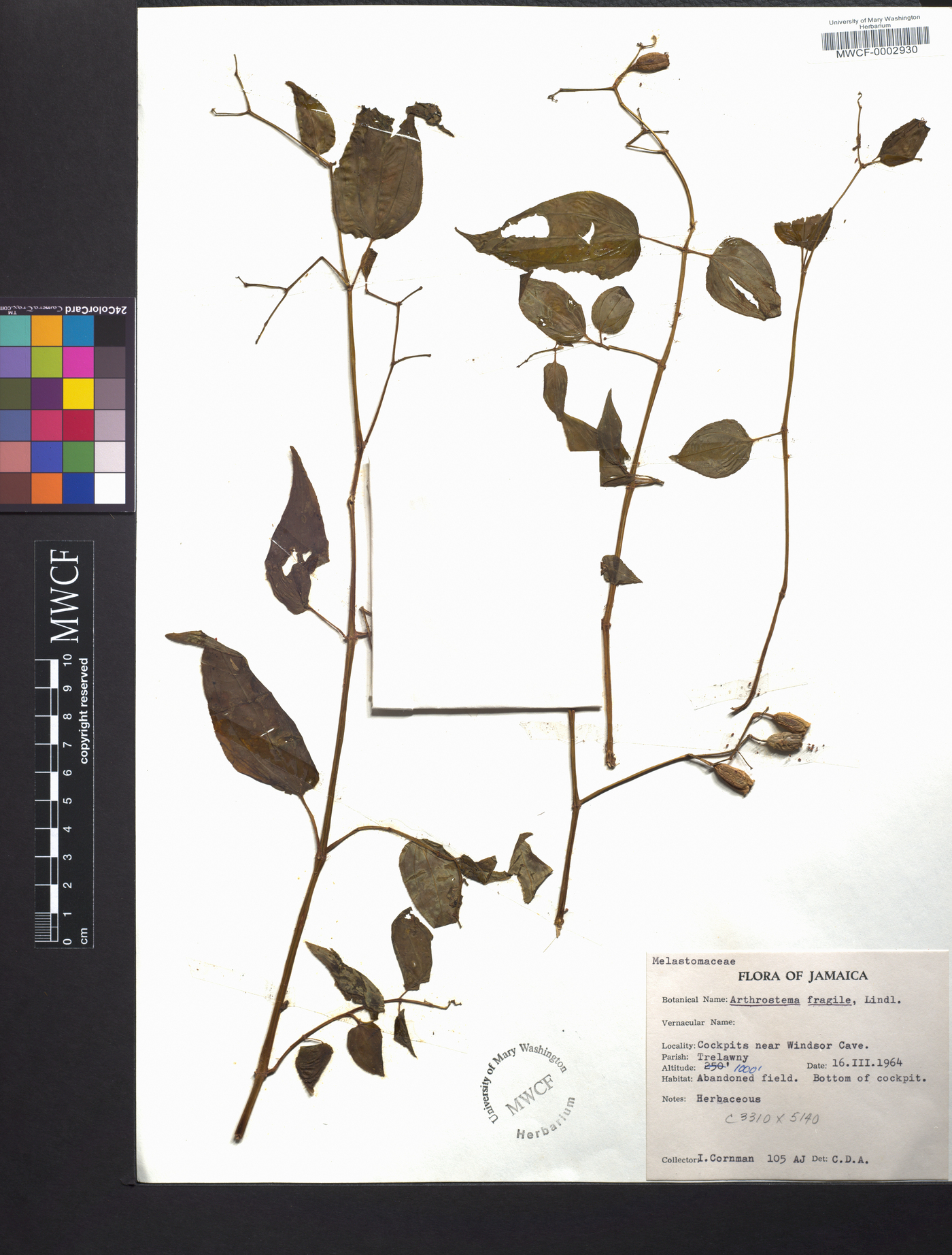 Arthrostemma fragile image