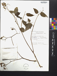 Arthrostemma fragile image
