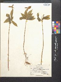 Medeola virginiana image