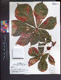 Aesculus hippocastanum image