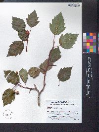 Crataegus viridis image