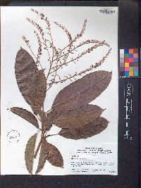 Oxydendrum arboreum image