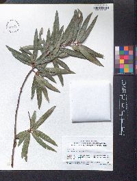 Quercus phellos image