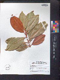 Magnolia grandiflora image