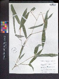 Phyllostachys nigra image