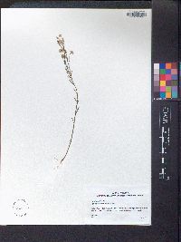 Polygala mariana image