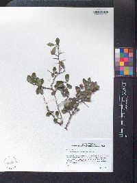 Crataegus uniflora image