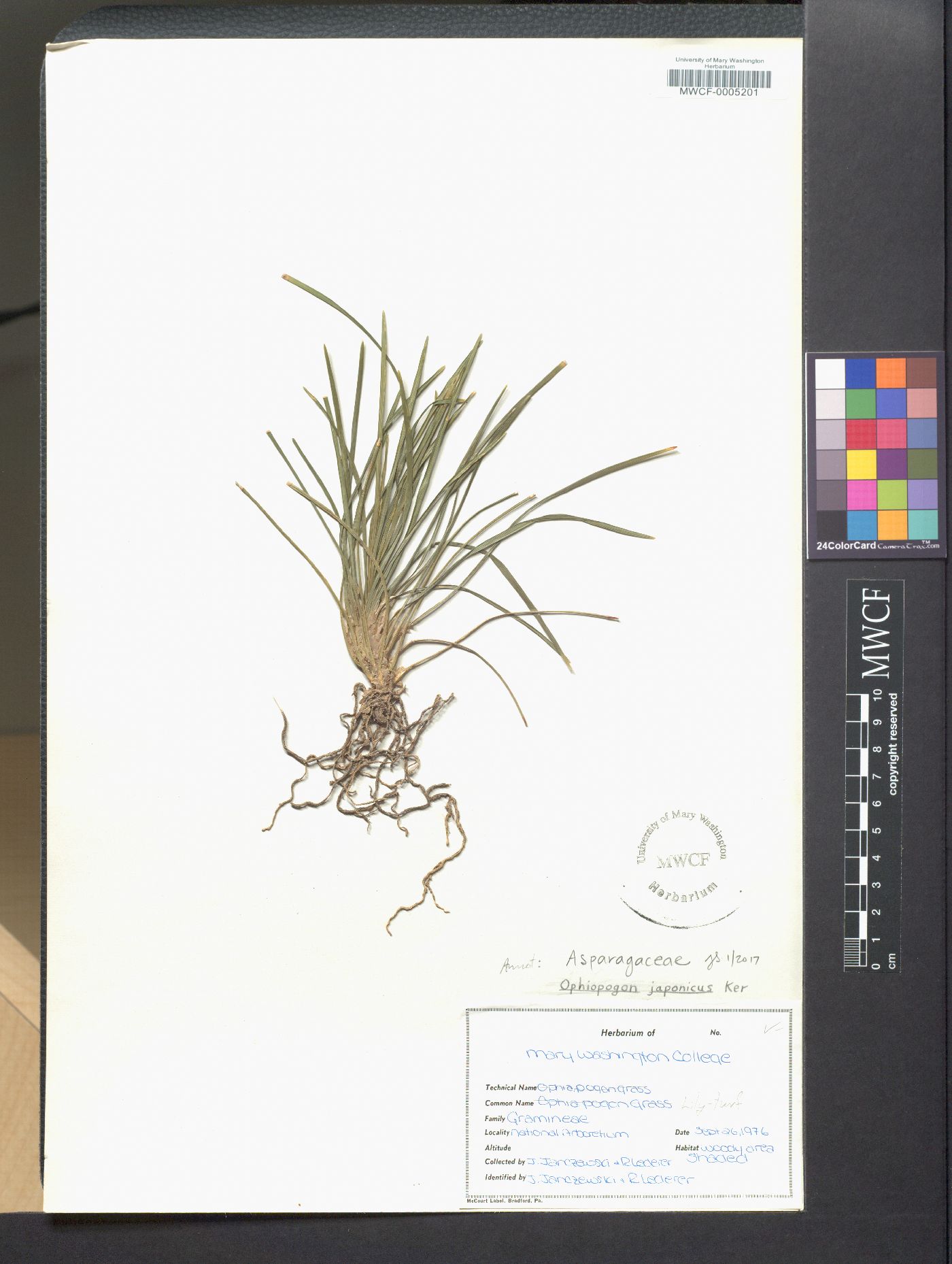 Ophiopogon japonicus image