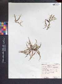 Lepidopilum polytrichoides image