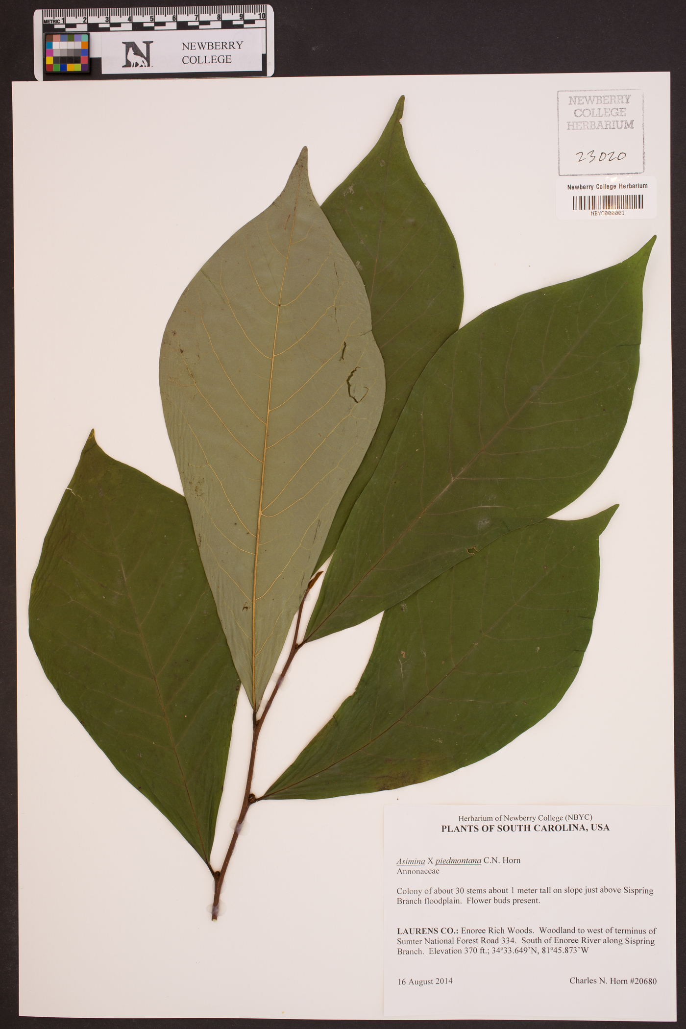 Asimina x piedmontana image