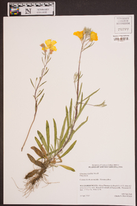 Oenothera linifolia image