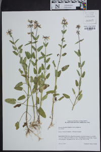 Stachys floridana image