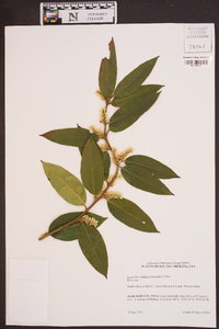 Leucothoe axillaris image