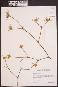 Rhododendron canescens image