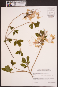 Rhododendron periclymenoides image