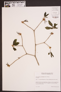 Rhododendron prunifolium image