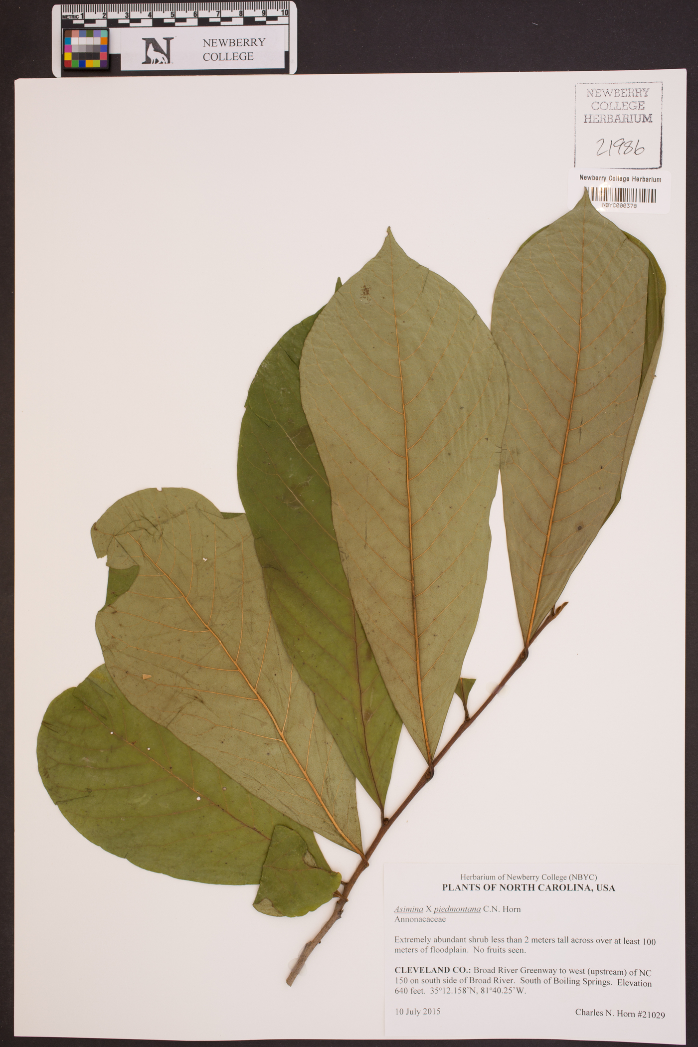 Asimina x piedmontana image