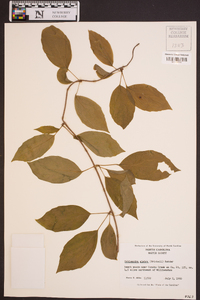 Schisandra glabra image