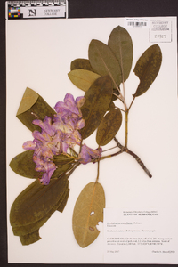 Rhododendron catawbiense image