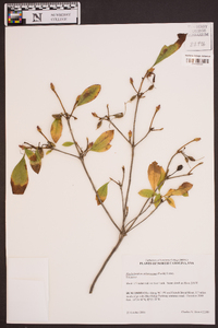 Rhododendron arborescens image