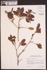 Rhododendron arborescens image